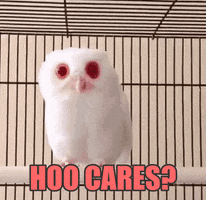 owl who cares GIF by chuber channel