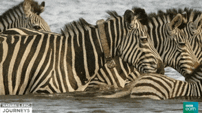 Sind Zebras weiß mit schwarzen Streifen oder schwarz mit weißen Streifen