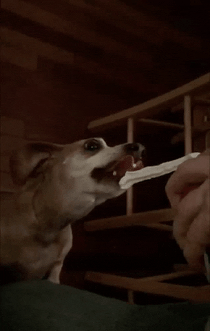 whipped cream GIF by America's Funniest Home Videos