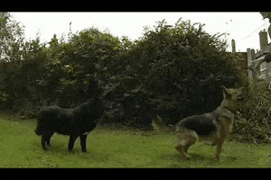 claudioaac cachorro capotando GIF