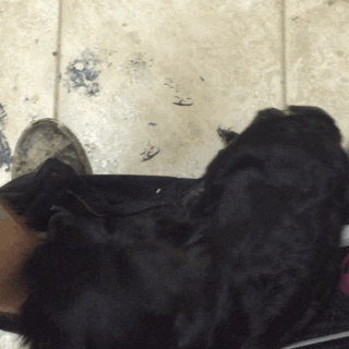 Dog Kiddo GIF by notsofantastic