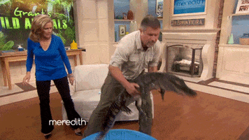 alligator tail whip GIF by The Meredith Vieira Show