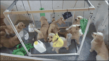 CpA  GIF