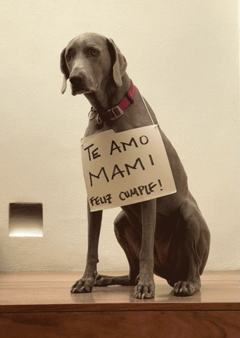 franyutticreative  GIF