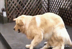 CpA  GIF