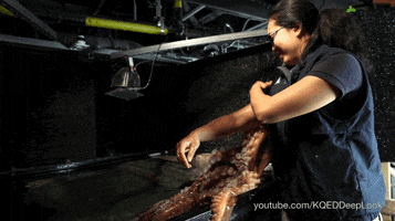 giant pacific octopus kiss GIF by Monterey Bay Aquarium