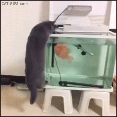 gifmorderca  GIF