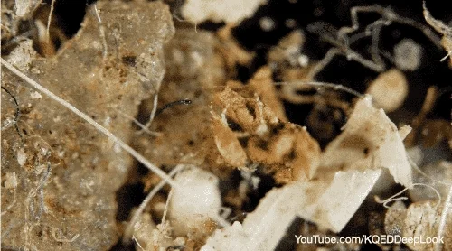 dust mites eww GIF by PBS