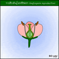 jatuputlokayut education biology botany plant reproduction GIF