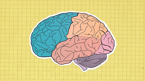 brain frontal lobe GIF by University of California
