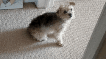dog butt GIF by America's Funniest Home Videos