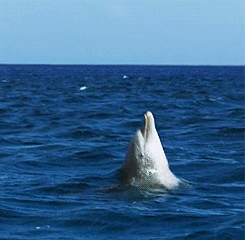 everton animais 360Ã‚Âº GIF