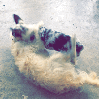 dogs fighting GIF by chuber channel