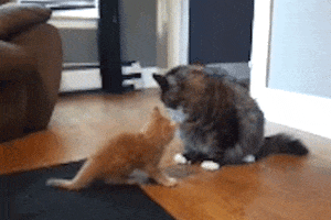 Video gif. A large, fluffy gray cat sits on the floor as an orange kitten bounds towards him, playfully pawing the gray cat's shoulder. The gray cat easily pushes the kitten over with one swoop, sending the kitten sliding across the floor with paws in the air.