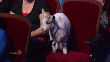 stephen colbert GIF by Global Entertainment