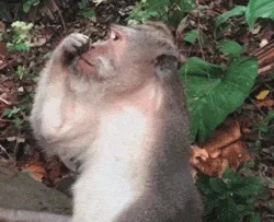 Monkey Fail GIF