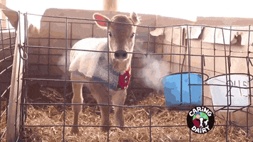 estudioabc ice cream cow road sorvete GIF