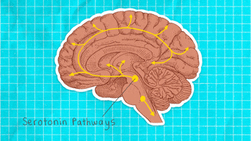 brain neuroscience GIF by University of California