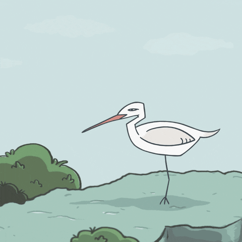 Animation Bird GIF by ACloop