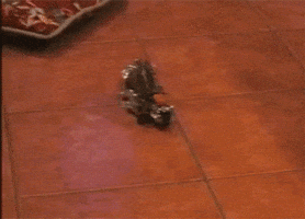 Motorcycle Spinning GIF by AFV Pets