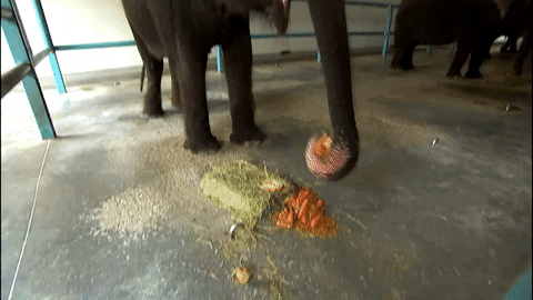 Elephant Eating GIF by Ringling Bros. and Barnum & Bailey - Find & Share on GIPHY