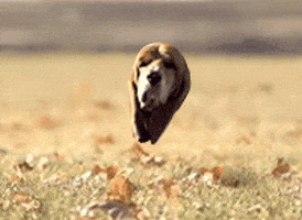 GIF