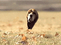 200w.gif