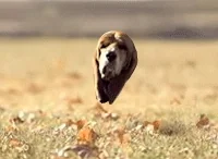 weird mash up GIF