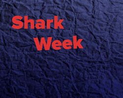 Shark Week GIF by Poncho the Weather Cat