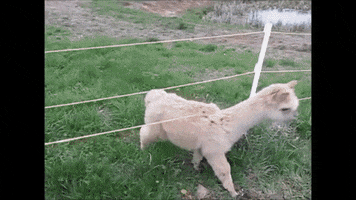 escaflair  GIF
