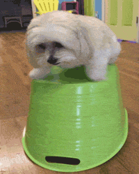 GIF87a  Funny animals, Crazy dog, Funny dogs