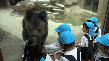 zoo  GIF
