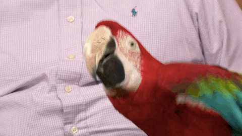 Parrots GIFs - Get the best GIF on GIPHY