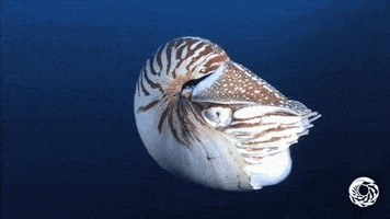 Chambered Nautilus Swimming GIF by Monterey Bay Aquarium