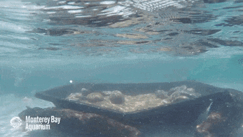 sea otter swimming GIF by Monterey Bay Aquarium