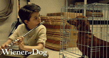 wiener dog wiener-dog movie GIF by IFC FIlms