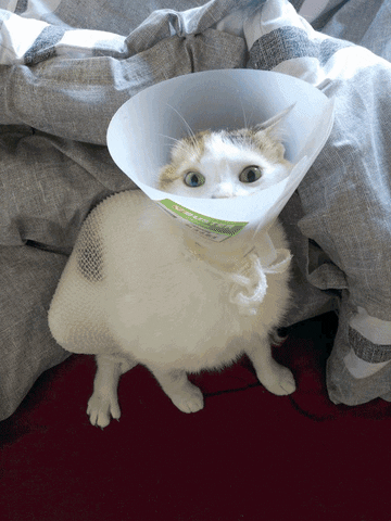 graph cat GIF