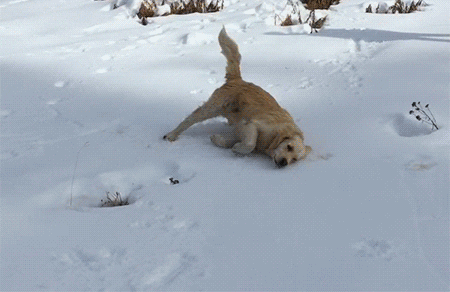 Neige Gifs Get The Best Gif On Giphy