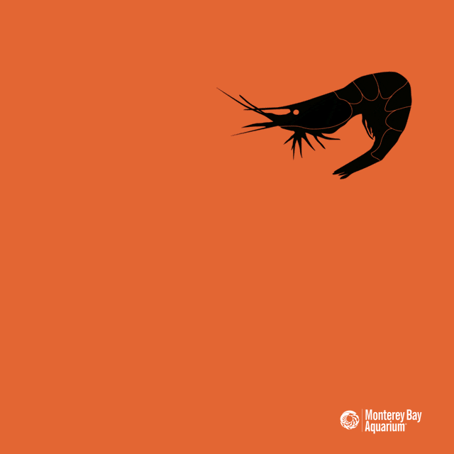 Deep Sea Shrimp GIFs Get the best GIF on GIPHY