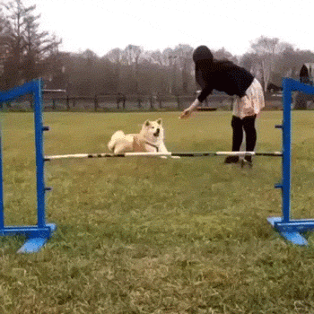 GIF of a dog with a stick