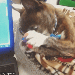 kimrosejohnson baxter crazy chihuahua king baxter chihuahua baxter chihuahua GIF