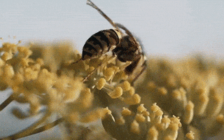 Honey Bees Flower GIF by University of California