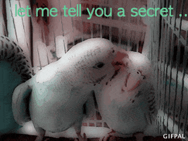pk love birds #pet #cute GIF