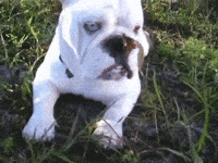 Free-funny-animations GIFs - Get the best GIF on GIPHY Free-funny-animations GIFs - Get the best GIF on GIPHY