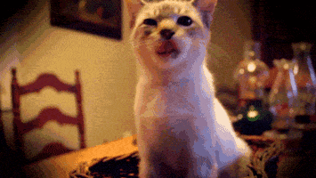 washington  GIF