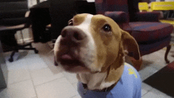 Ad gif. Close up of a dog at Badass Animal Shelter licking his lips like it's hungry.