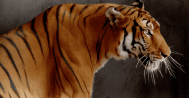 public broadcasting service tiger GIF by PBS
