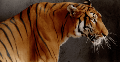 Public Broadcasting Service Tiger GIF by PBS - Find & Share on GIPHY