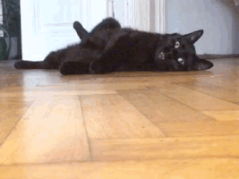 ninatatschl  GIF
