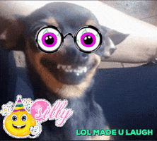 dog lol GIF by Romy